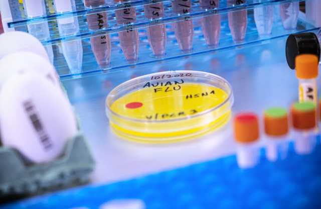 تسجيل أول إصابة بشرية بسلالة جديدة من إنفلونزا الطيور