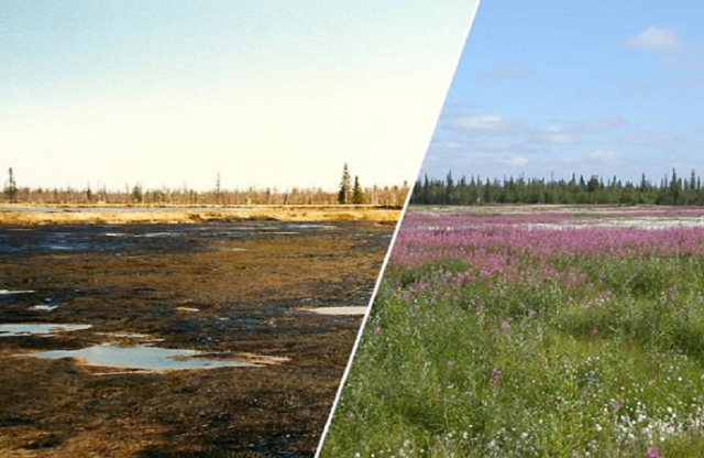 علماء روس يبتكرون طريقة سريعة وصديقة للبيئة لاستصلاح الأراضي الملوثة