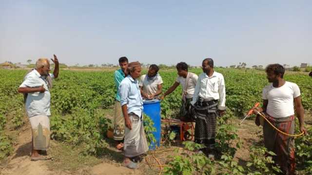 تدشين حملة رش لمكافحة الآفات الزراعية لمحصول القطن في الدريهمي