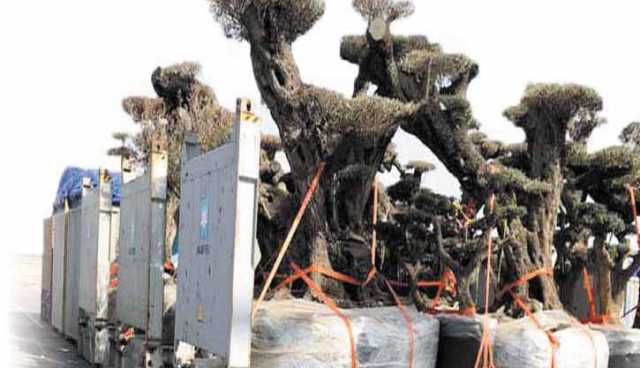 دور الإمارات في اليمن.. غزو صامت تحت غبار الذهب..كيف تستخدم الإمارات الصراع في أبين وحضرموت كغطاء لنهب الكنوز النادرة؟