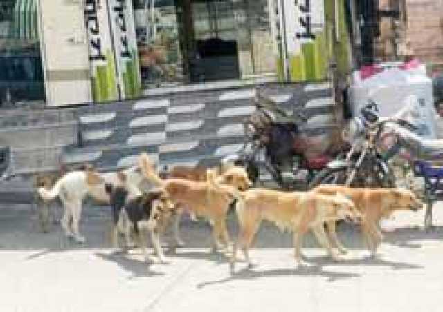 الكلاب الضالة.. خطر يصحو معه أطفالنا كل صباح