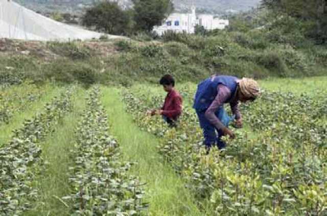 مع الانخفاض المتواصل لدرجات الحرارة:الأسرة اليمنية الزراعية في مواجهة البرد وموجات “الصقيع”