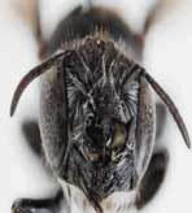 اكتشاف نوع جديد من النحل بـ”قرون شيطانية”!