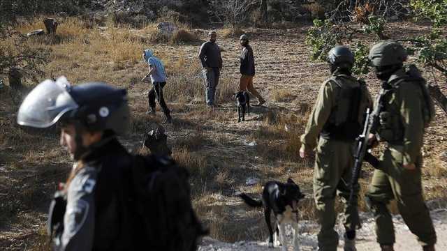 مستوطنون يواصلون اعتداءاتهم على الفلسطينيين وممتلكاتهم في الضفة الغربية والقدس المحتلة