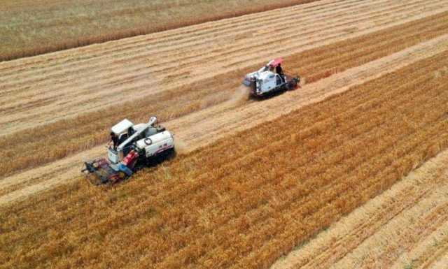 الصين تحقق رقماً قياسياً في إنتاج الحبوب لعام 2025