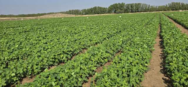 مديرية باجل.. نموذج تنموي واعد لتعزيز الاكتفاء الذاتي في الإنتاج المحلي