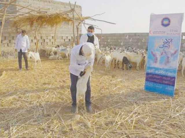 “الهلال” يدعم مشروع الأضاحي في محافظتين يمنيتين