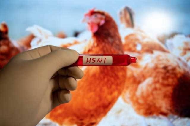 'الصحة العالمية' تدعو البلدان إلى الإبلاغ عن إصابات إنفلونزا الطيور