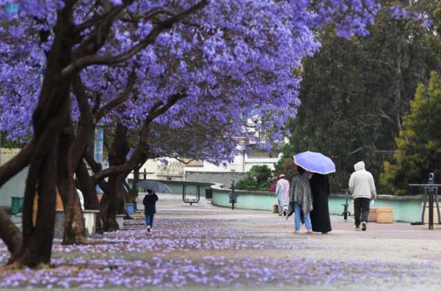 وسط الأزهار البنفسجية.. أجواء الربيع تجذب المتنزهين للاستمتاع في عسير