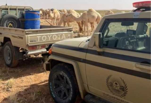 'الأمن البيئي' تضبط مخالفًا لنظام البيئة للرعي بمحمية الملك سلمان الملكية