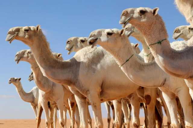 'البيئة': 30 يومًا على انتهاء المهلة المجانية لترقيم الإبل