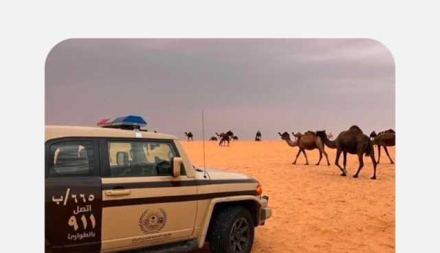 'الأمن البيئي' تضبط شخصًا ارتكب مخالفة رعي بمحمية الملك سلمان الملكية