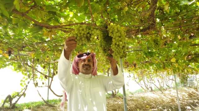صور| 'العنب القطيفي'.. قصة نجاح مزارع سعودي في إنتاج أصناف نادرة
