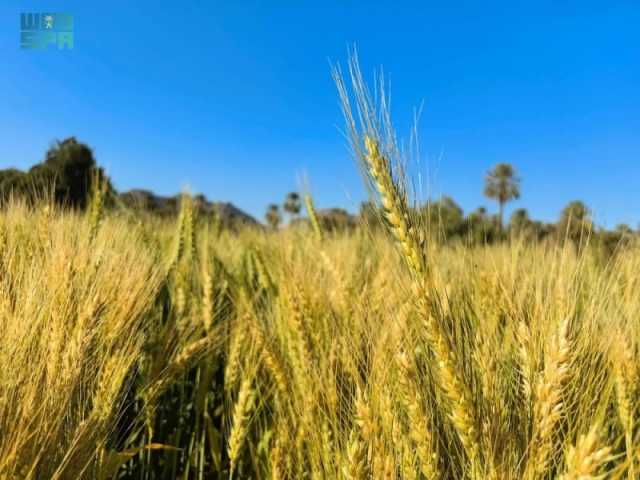 'البُر النجراني'.. موروث شعبي أصيل على مدى مئات السنين