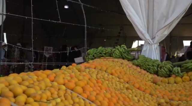 الرياض.. 43 مزارعًا في انطلاق موسم عتيقة للحمضيات