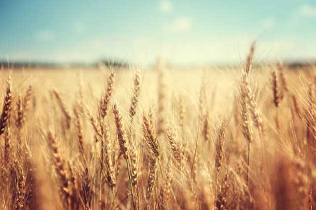 'كاوست'.. بحث علمي في 'الجينوم' لتطوير محصول القمح