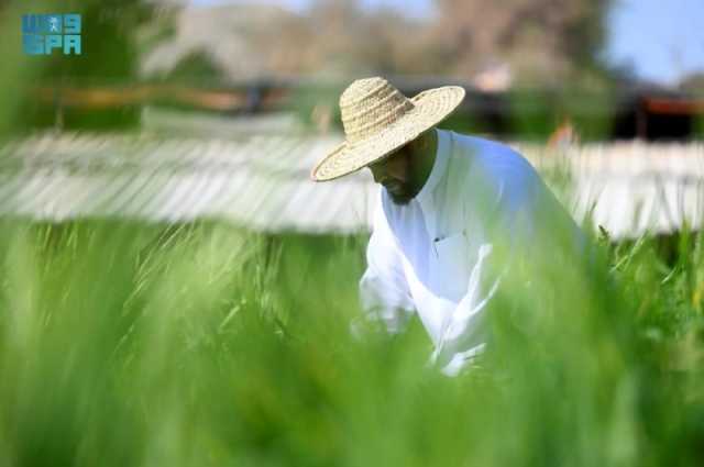 في شهر البركات.. السعوديون يتنافسون في الأعمال الخيرية