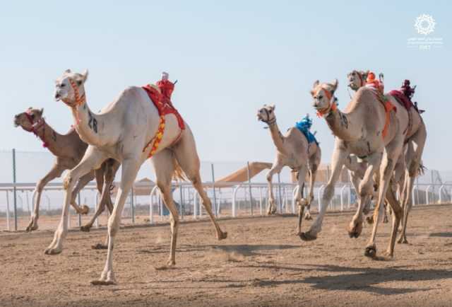 ضمن مهرجان ولي العهد للهجن.. انطلاق منافسات الـ'ثنايا' غدًا
