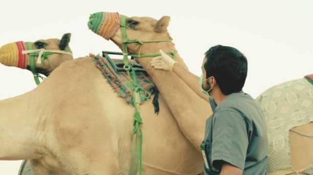 'وقاء' يعلن نجاح الخطط الصحية لمهرجان الهجن 2023