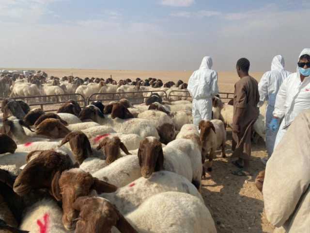 تحصين أكثر من 400 ألف رأس من الماشية ضد الحمى القلاعية بحفر الباطن