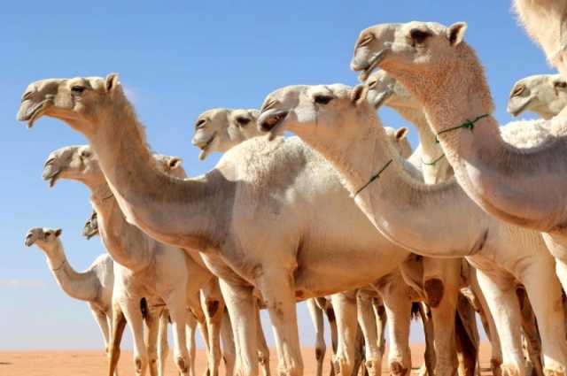 بالتزامن مع الإجازة.. الأمطار تبهج زوار مهرجان الملك عبد العزيز للإبل