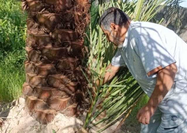 المسح الميداني المكثف لأشجار النخيل من إصابتها بحشرة سوسة النخيل الحمراء