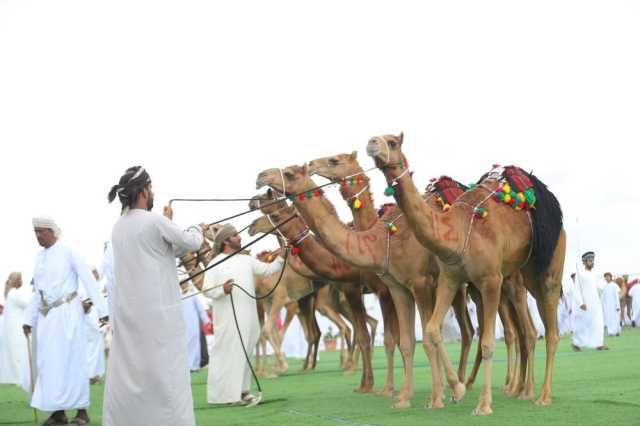 تنافس في ختام مهرجان شمال الباطنة لمزاينة الهجن