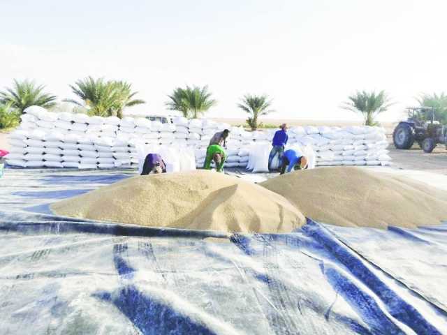 المطاحن العمانية: خطة النمو تسير بوتيرة متسارعة