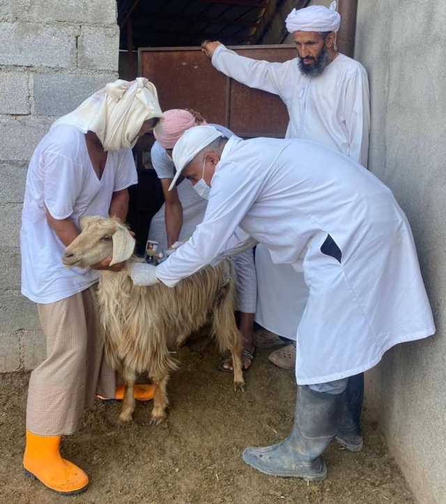 حملة تحصين ضد مرض السل الكاذب بالحمراء