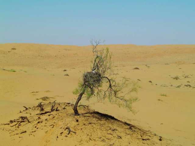 سلطنةُ عُمان تحتفل باليوم العالمي للبيئة وتعزز سياسات مكافحة التصحر والجفاف