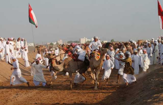 بدية تحتضن 4 سباقات لعرضة الهجن