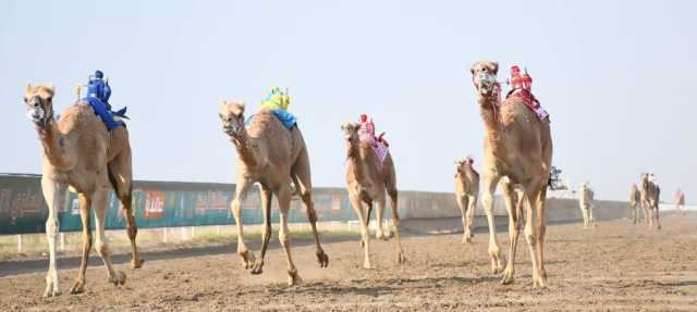 4 أشواط في ختام منافسات السباق السنوي للهجن ببركاء.. غدا