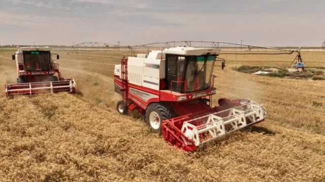 بدء حصاد القمح من مزارع النجد على مساحة 7200 فدان