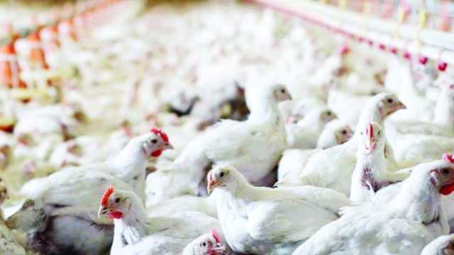 قرار بحظر استيراد الطيور الحية من 5 دول