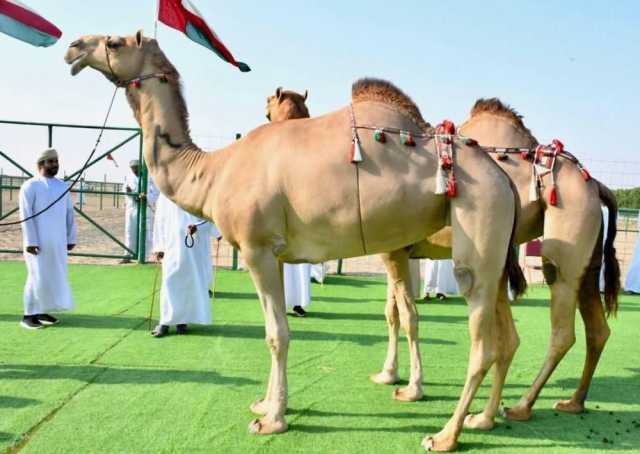 الأحد.. انطلاق مهرجان حمراء الدروع بعبري