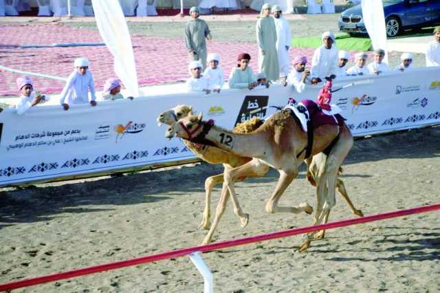 مشاركة واسعة في مهرجان التميز لسباقات الهجن بالمضيبي