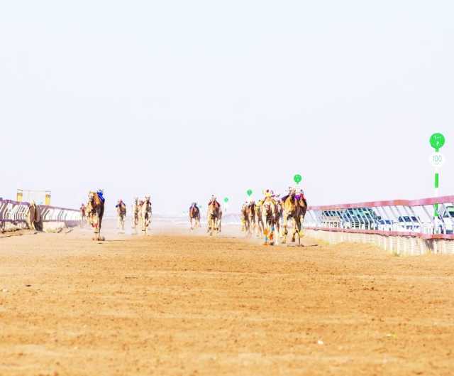 تواصل منافسات مهرجان كأس جلالة السلطان للهجن