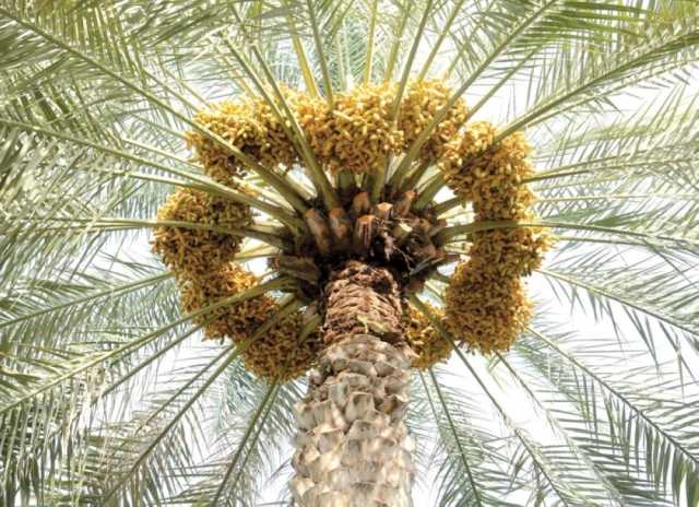 «القيظ» في عُمان.. صفحة من ذاكرة الوطن