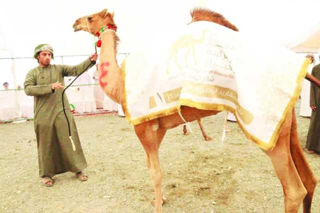 5 أشواط في انطلاق مهرجان ينقل للمزاينة