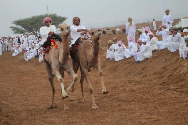 غداً.. انطلاق مهرجان العيد لعرضة الهجن والخيل