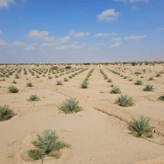برنامج الحقول النموذجية يدعم 250 حقلا بـ 15 ألف فسيلة نخيل وشتلة فاكهة في الظاهرة