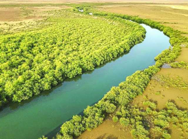 أشجار المانجروف ببركاء .. بيئة خصبة للكائنات البحرية والطيور المهاجرة