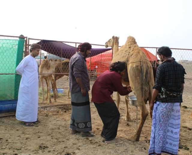 مشاركة واسعة في مسابقة المحالبة بطاقة