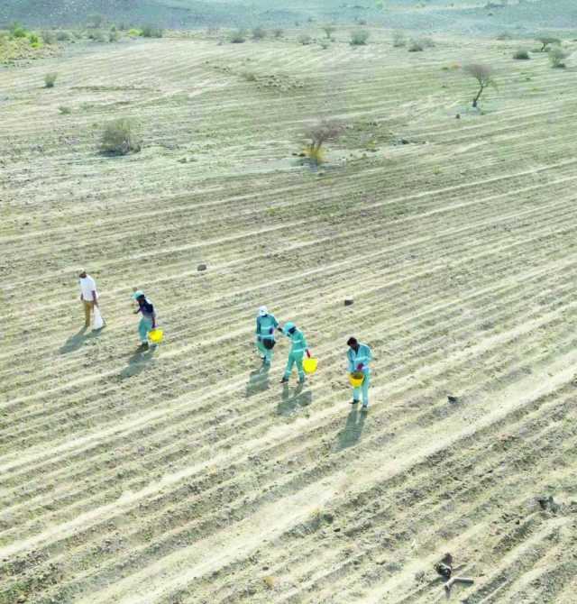 غرس مليون بذرة برية في محمية واحة البريمي الطبيعية