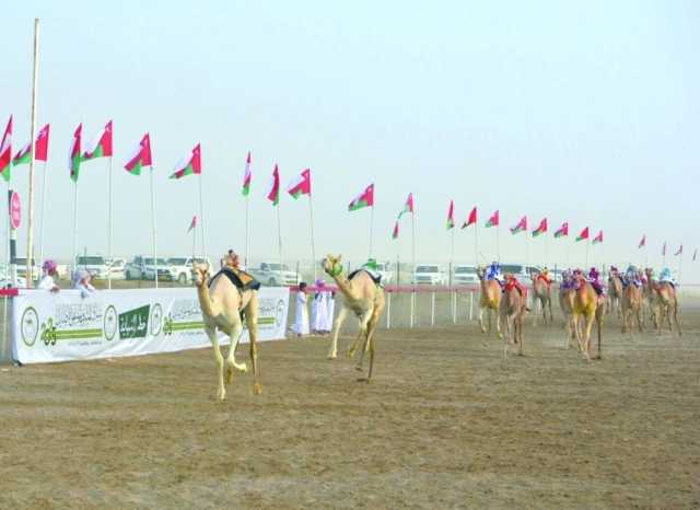 600 مشارك في مهرجان ملتقى الأصايل للهجن بالمضيبي