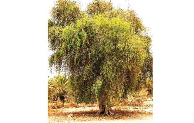 الأشجار المعمرة في مسندم .. ذاكرة خضراء لإرث متجذر