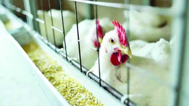 حظر استيراد الطيور الحية من بعض المناطق بسبب إنفلونزا الطيور