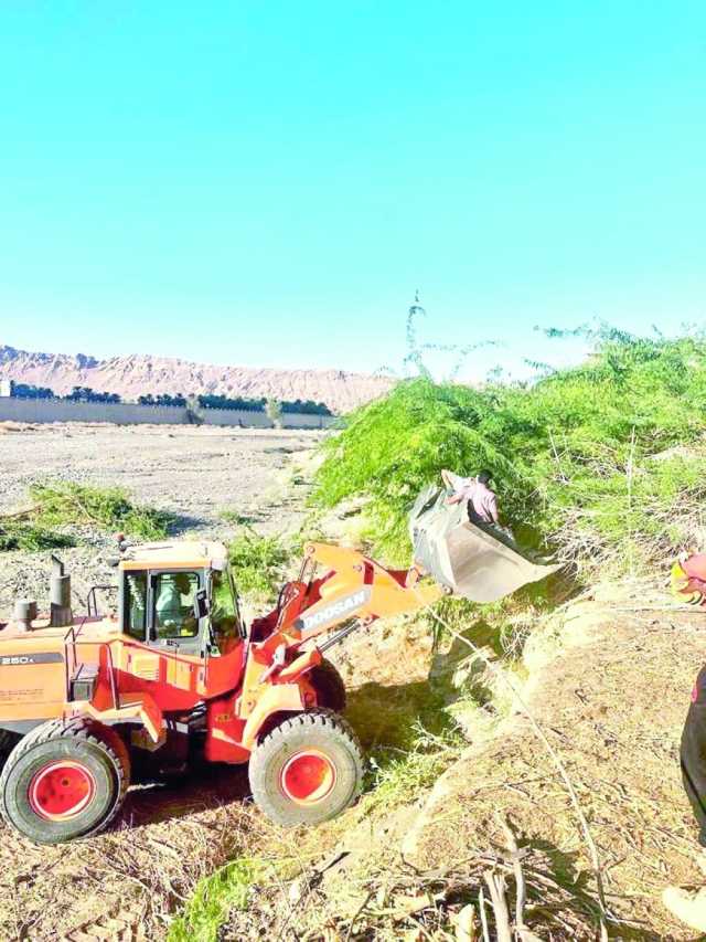 زراعية الظاهرة تواصل جهودها لحماية البيئة من أشجار المسكيت