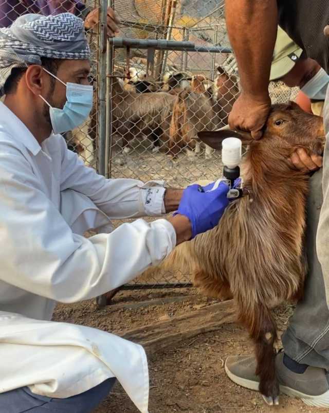 تتواصل عمليات التحصين الوطني للثروة الحيوانية بالحمراء