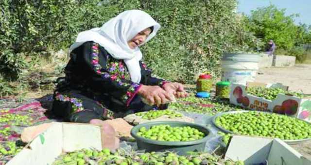 تقرير:مزارعو الضفة الغربية يجمعون الزيتون وسط هجمات المستوطنين المعتادة بموسم الحصاد